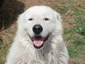 Belle, uno dei due pastori maremmani uccisi 