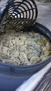 nas-2-condizioni-vergognose-fabbrica-di-alimenti-e-conserve