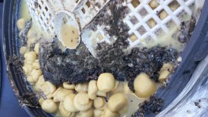 nas-4-condizioni-vergognose-fabbrica-di-alimenti-e-conserve