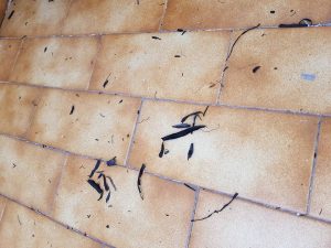 Casalnuovo, la cenere caduta sui balconi